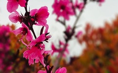 中字幕久久久人妻熟女